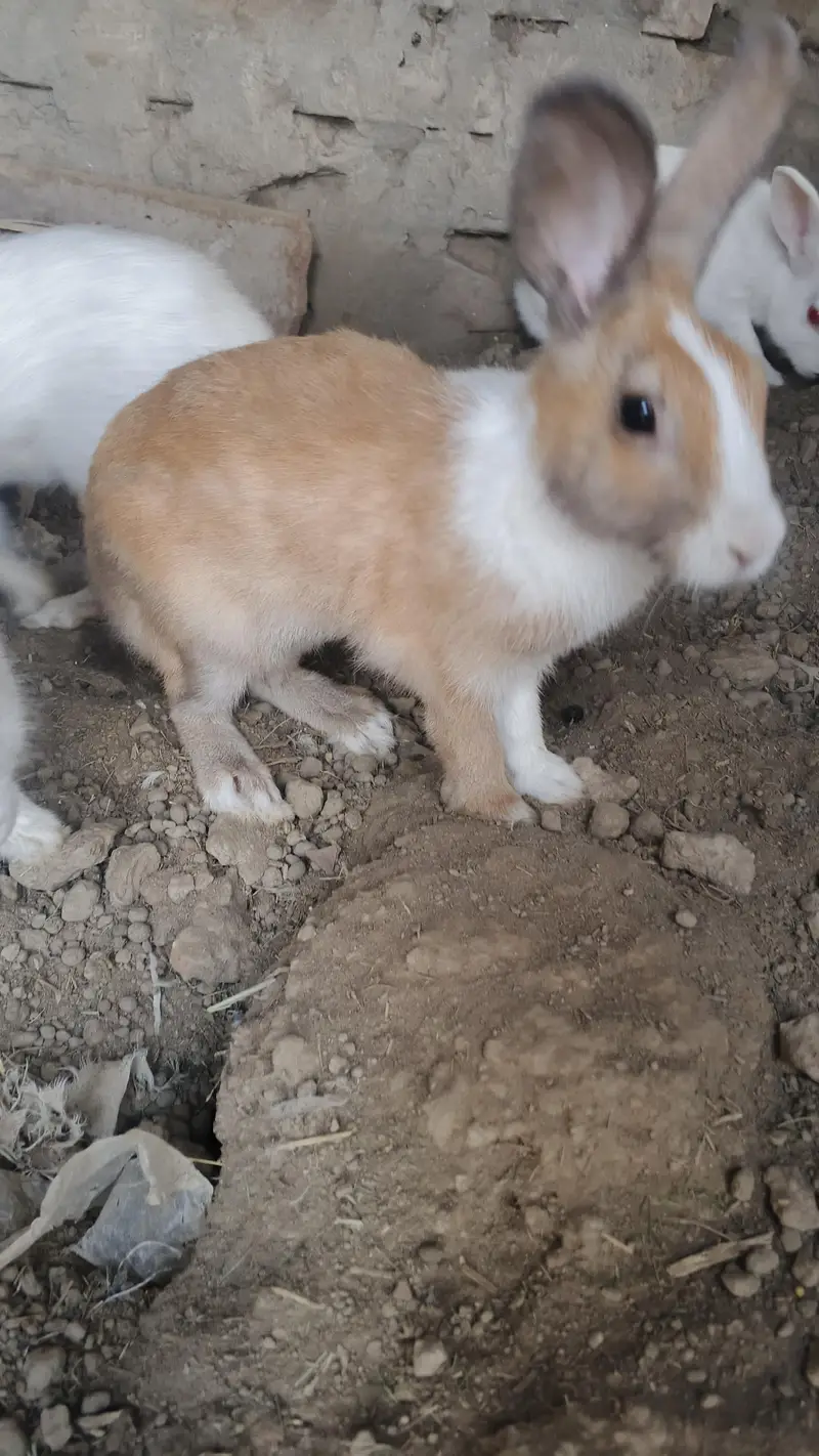 red eyes rabbit pair — photo 6