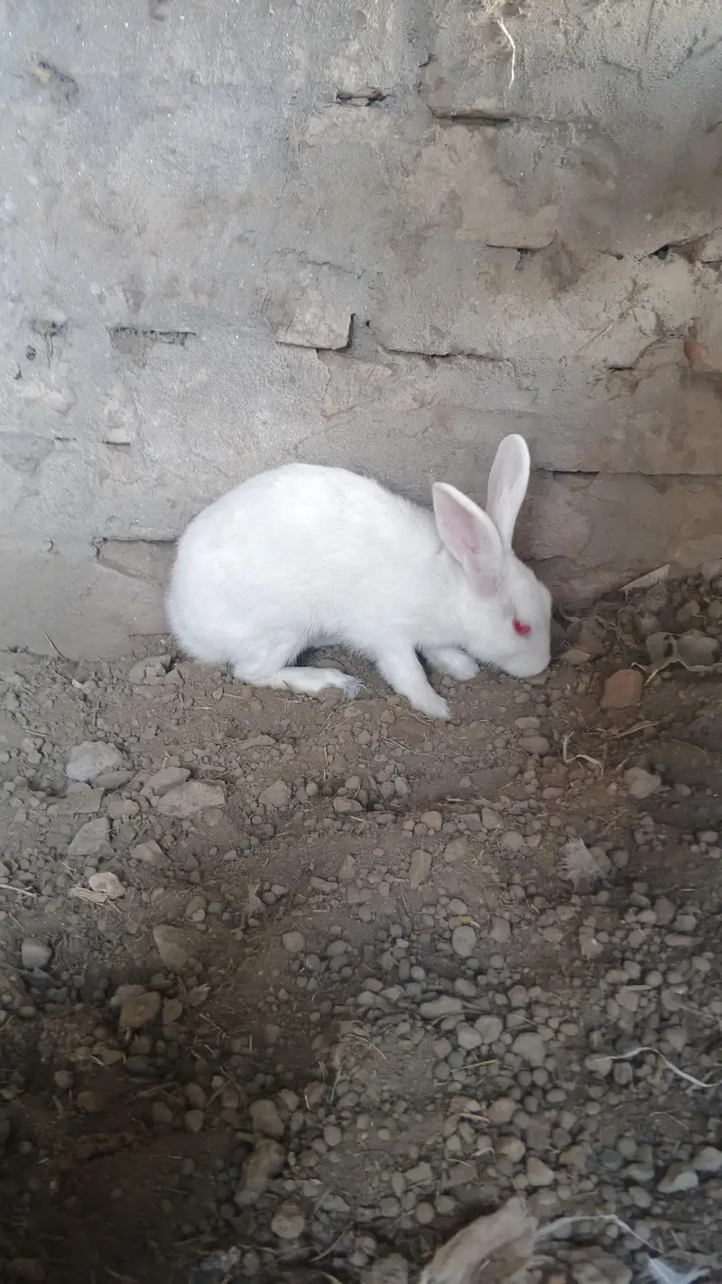 red eyes rabbit pair — photo 2