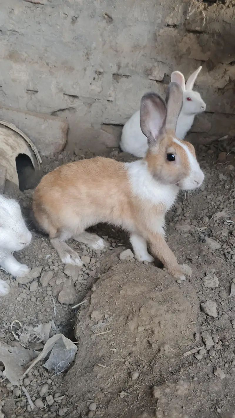red eyes rabbit pair — photo 7
