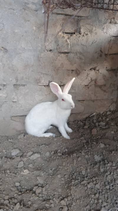 red eyes rabbit pair