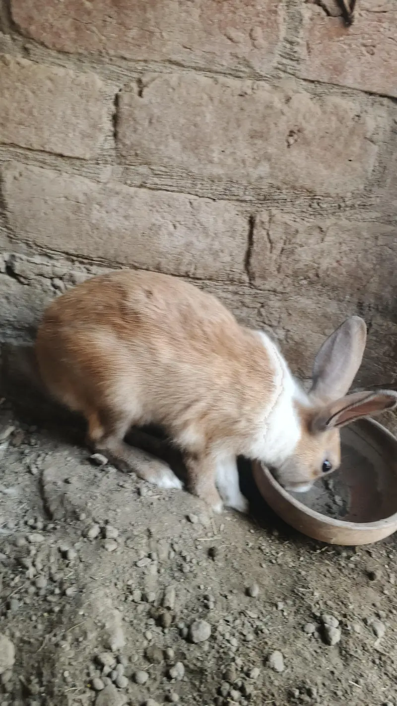 red eyes rabbit pair — photo 8
