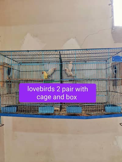 lovebirds,parrot with cage