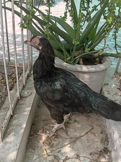 For sale Aseel lasani Location Lahore contact no# 03288009660