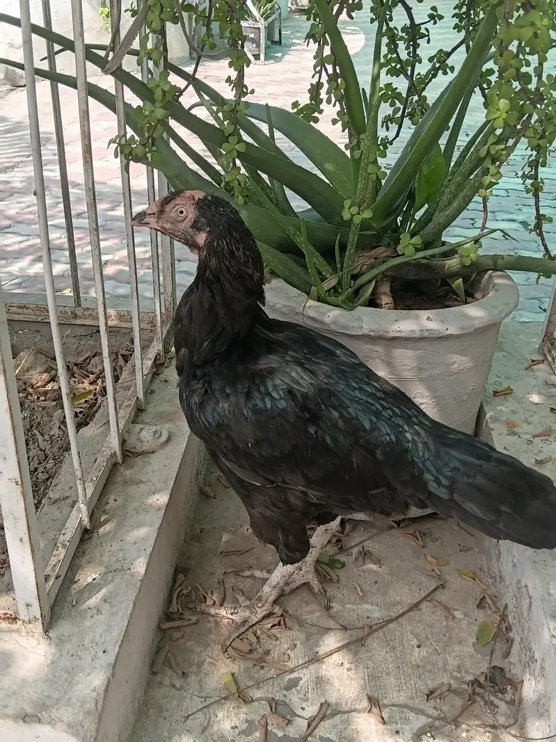 For sale Aseel lasani Location Lahore contact no# 03288009660 — photo 2