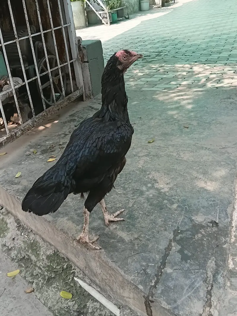 For sale Aseel lasani Location Lahore contact no# 03288009660 — photo 3