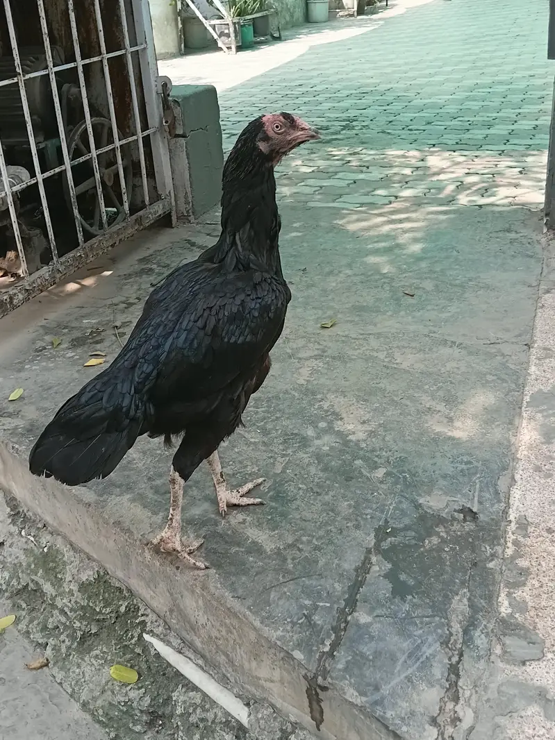 For sale Aseel lasani Location Lahore contact no# 03288009660 — photo 4