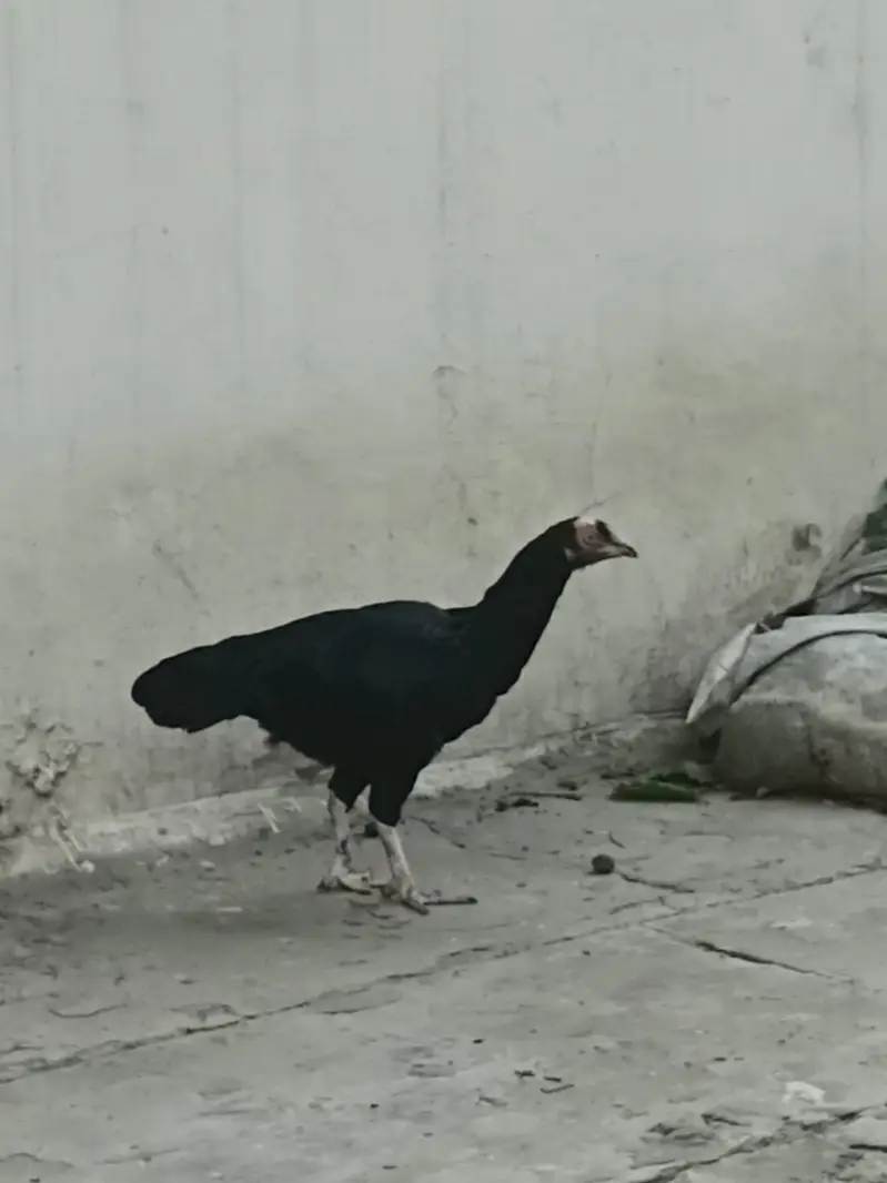 For sale Aseel lasani Location Lahore contact no# 03288009660 — photo 6