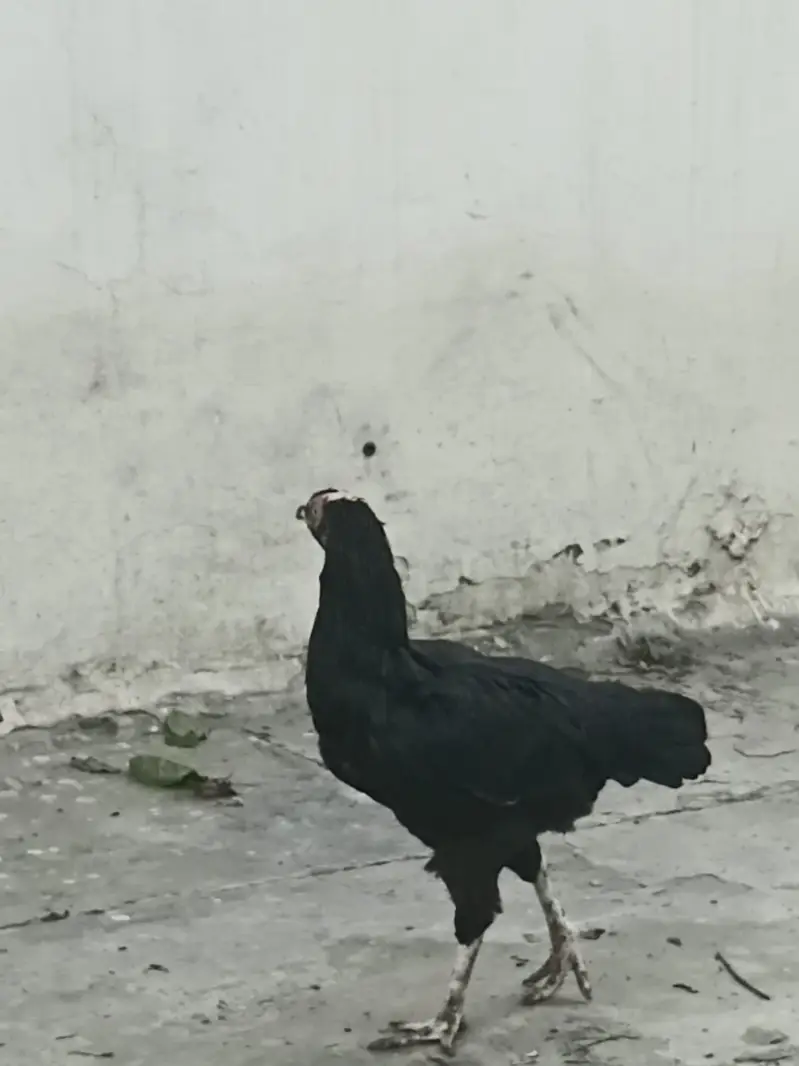 For sale Aseel lasani Location Lahore contact no# 03288009660 — photo 8