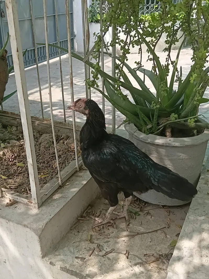For sale Aseel lasani Location Lahore contact no# 03288009660 — photo 9