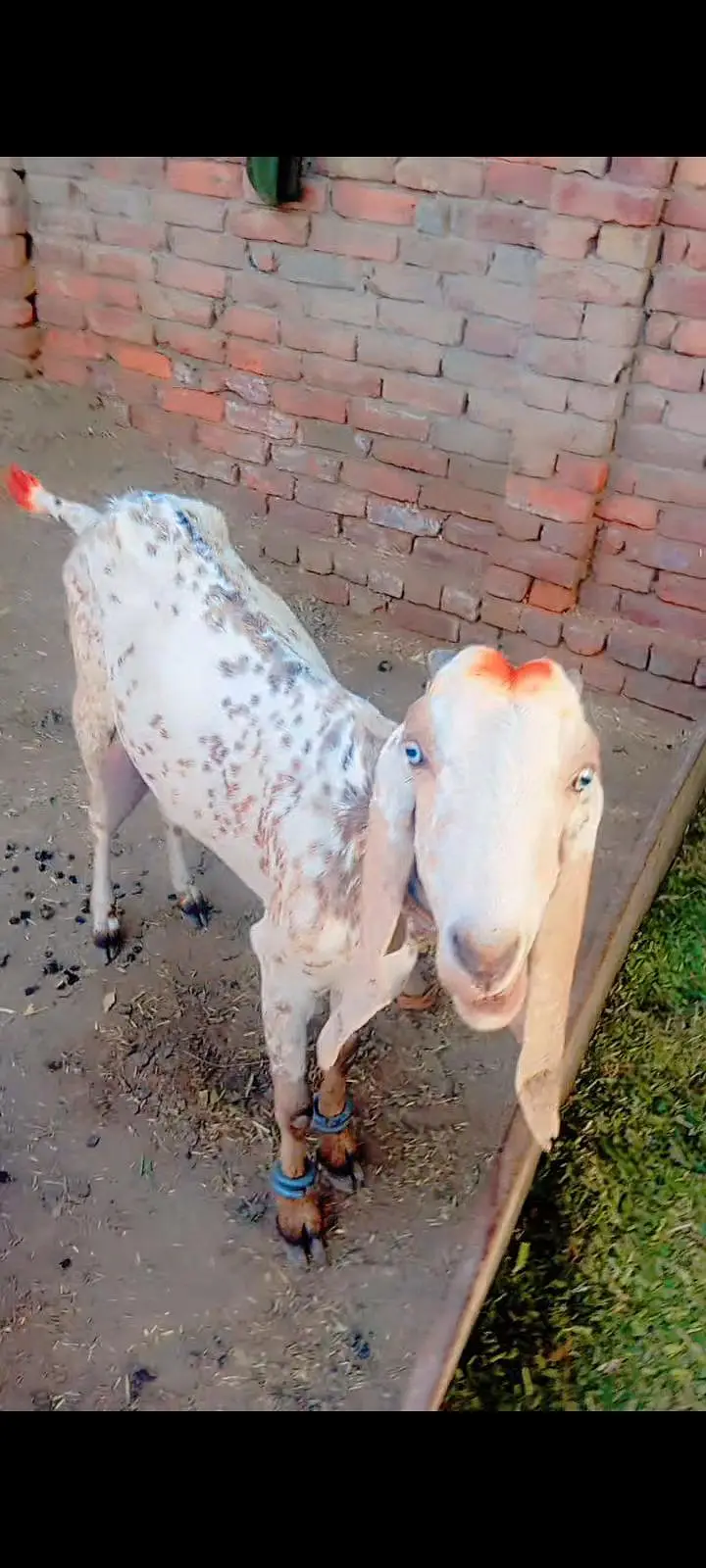 Mukhi Cheni got white & brown — photo 2