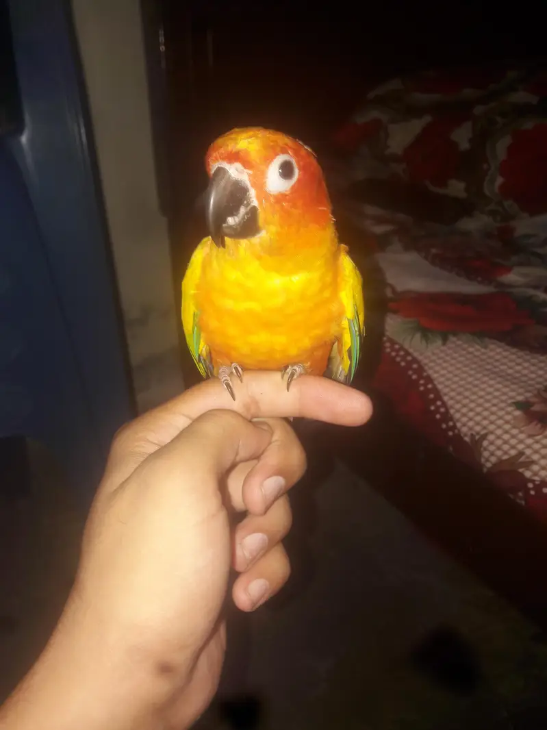 Sun Conure DNA Male Parrot – 3 Years Old — photo 2