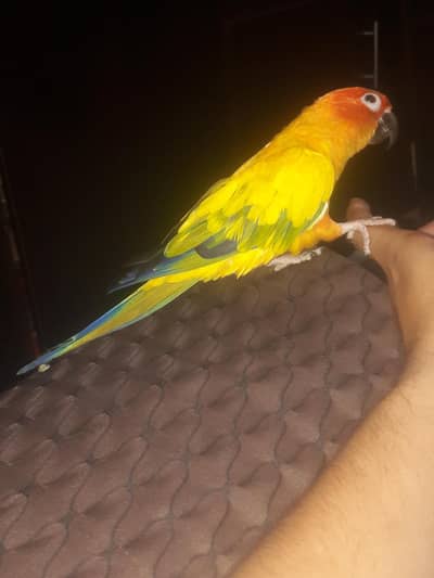 Sun Conure DNA Male Parrot – 3 Years Old