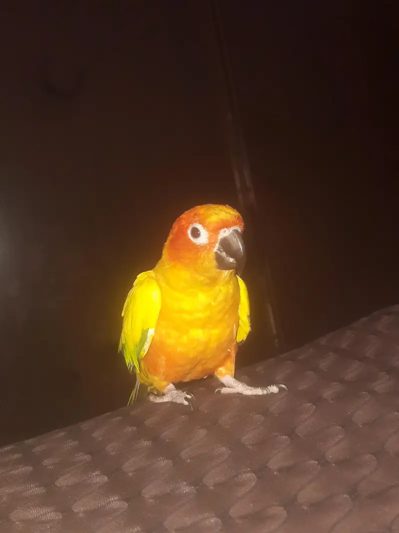 Sun Conure DNA Male Parrot – 3 Years Old — photo 3