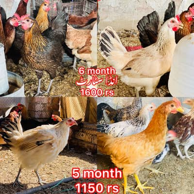 EGG LAYING HEN | DESI | GOLDEN | Misri| Chicks| Chuza|MURGI|PAthi