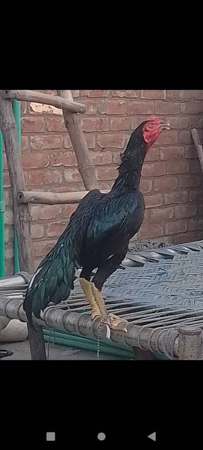 Jet black aseel patha for sale 03348211012