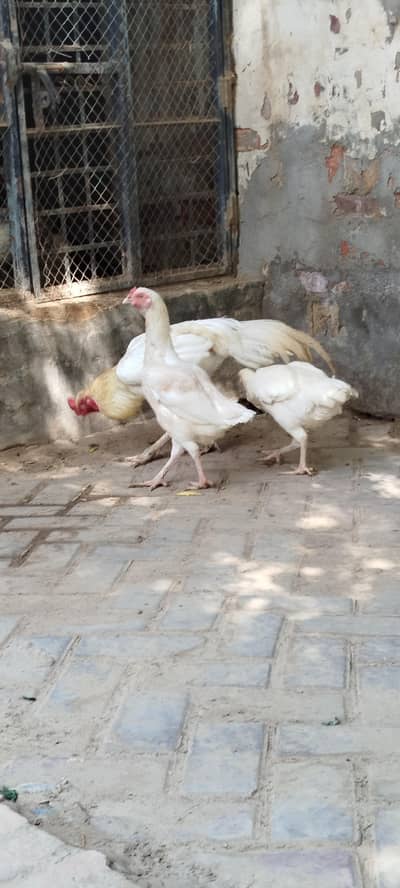Heera Aseel Tiro