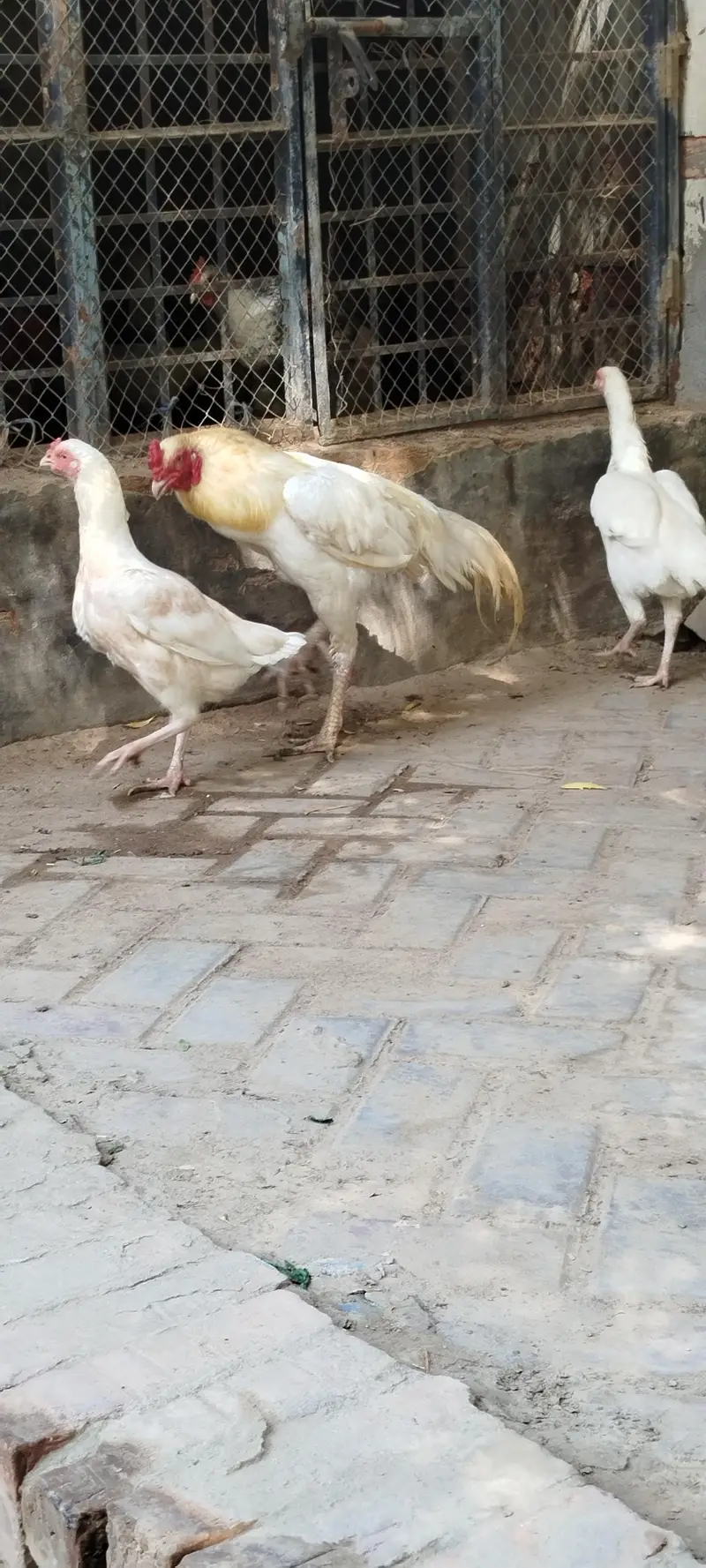 Heera Aseel Tiro — photo 2