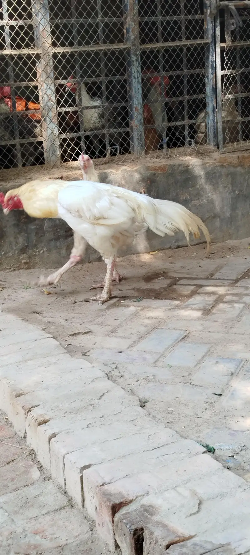 Heera Aseel Tiro — photo 3