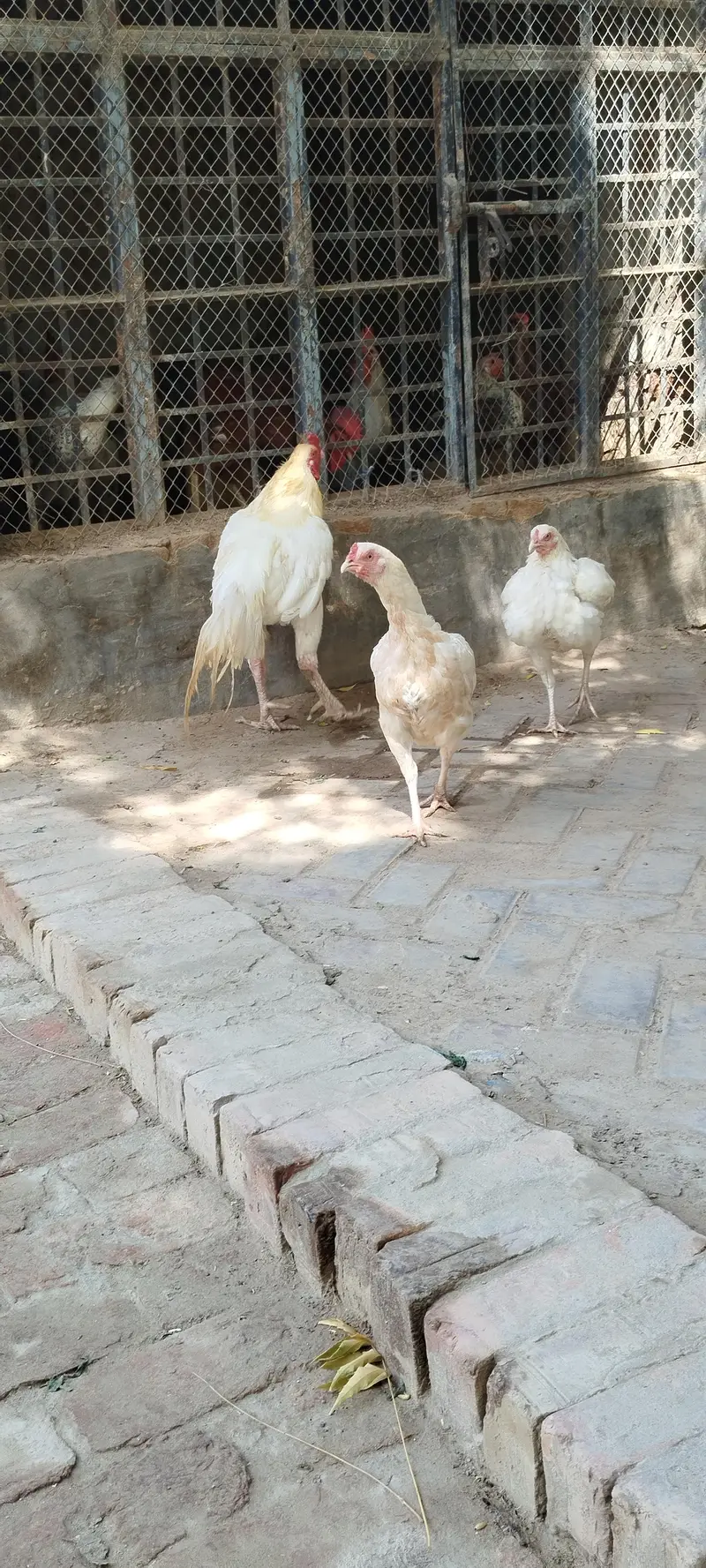 Heera Aseel Tiro — photo 4