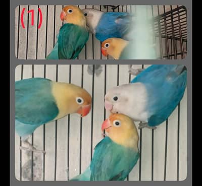 Breeder Pairs of Lovebirds, Paid Dove, Fantail peigens & Cages