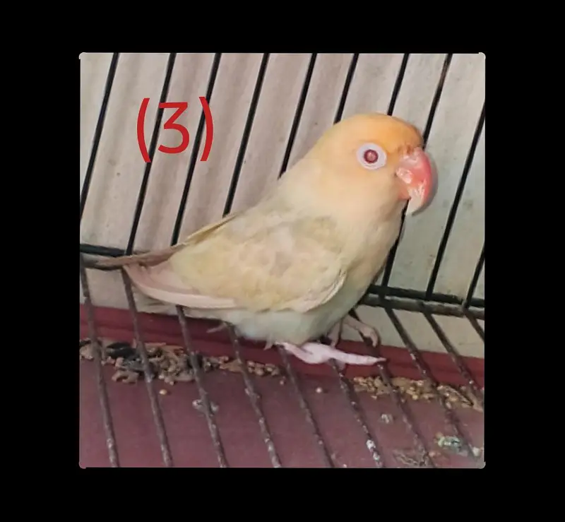 Breeder Pairs of Lovebirds, Paid Dove, Fantail peigens & Cages — photo 3