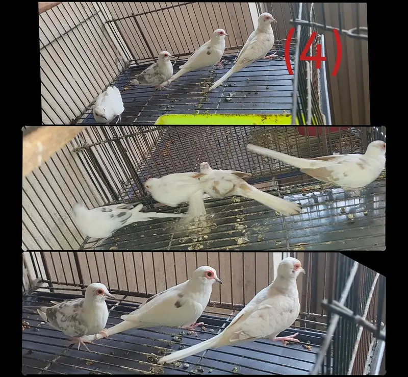 Breeder Pairs of Lovebirds, Paid Dove, Fantail peigens & Cages — photo 4