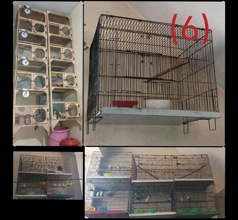 Breeder Pairs of Lovebirds, Paid Dove, Fantail peigens & Cages — photo 6