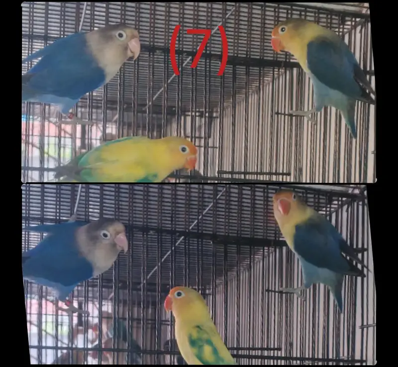 Breeder Pairs of Lovebirds, Paid Dove, Fantail peigens & Cages — photo 7