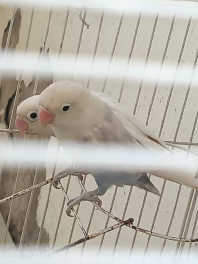 love bird albino male pale fellow female.