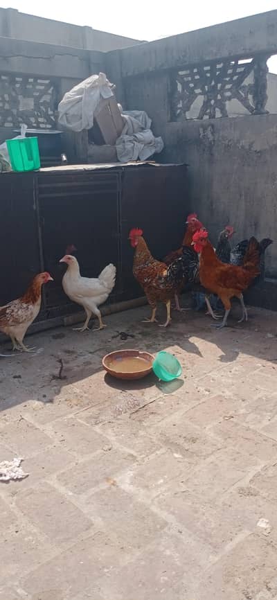 hens for sale