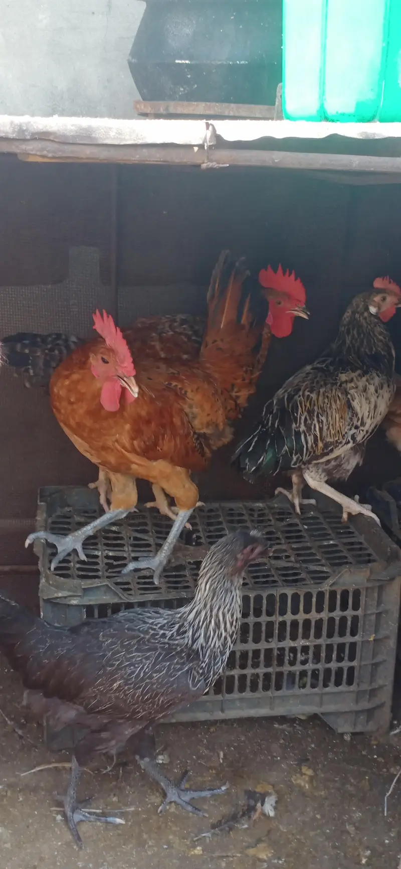 hens for sale — photo 2