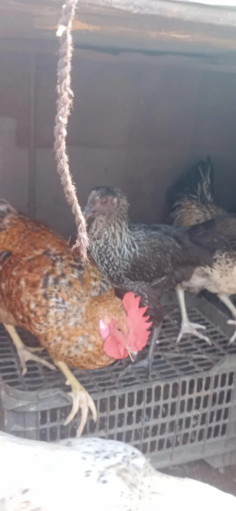 hens for sale — photo 3