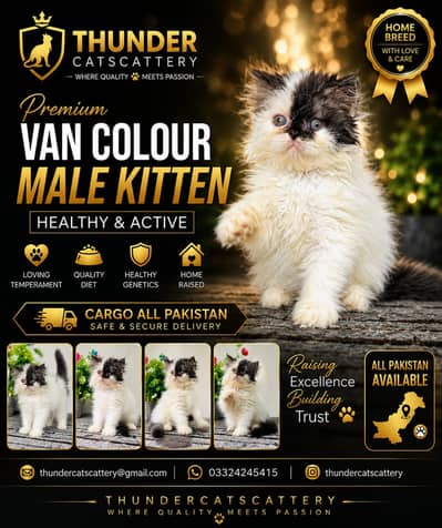 Peki face kittens | Persian kittens | cats | cfa bloodline kittens
