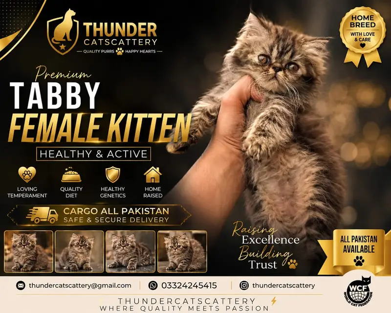 Peki face kittens | Persian kittens | cats | cfa bloodline kittens — photo 3
