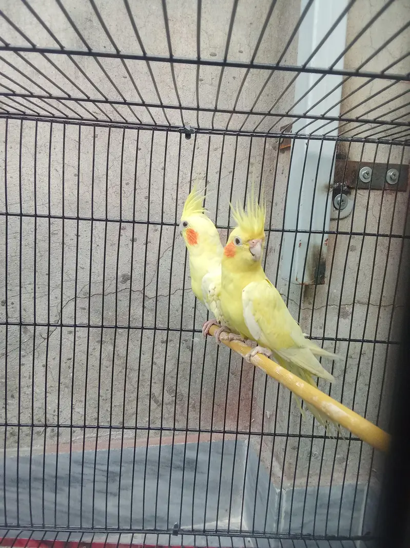 beautiful pair of cocktail — photo 2