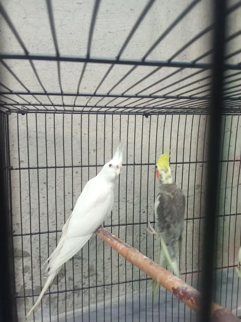beautiful pair of cocktail — photo 3