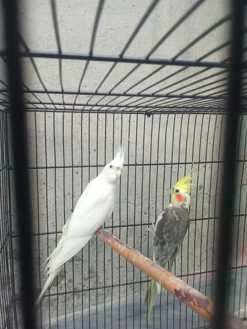 beautiful pair of cocktail — photo 4
