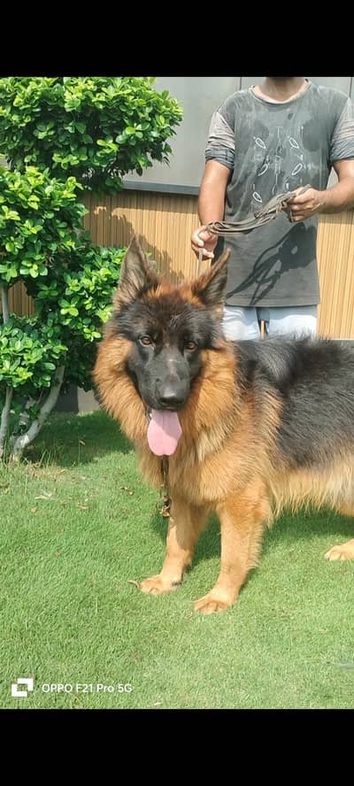 German Shepherd Double Coat Pedigree male Important