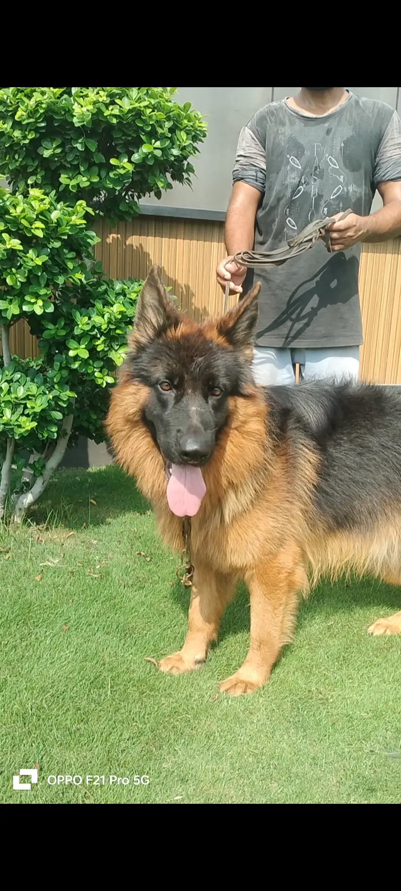 German Shepherd Double Coat Pedigree male Important