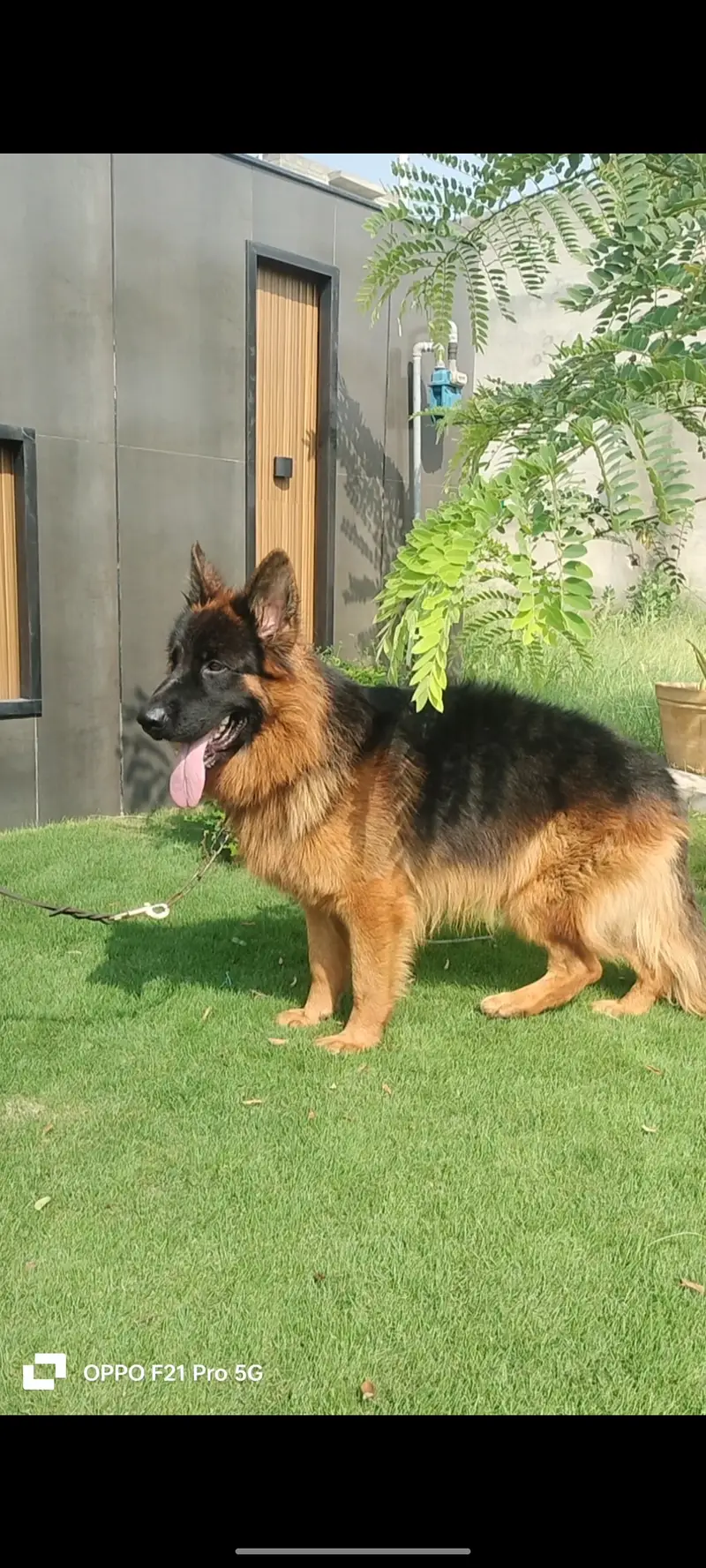 German Shepherd Double Coat Pedigree male Important — photo 3