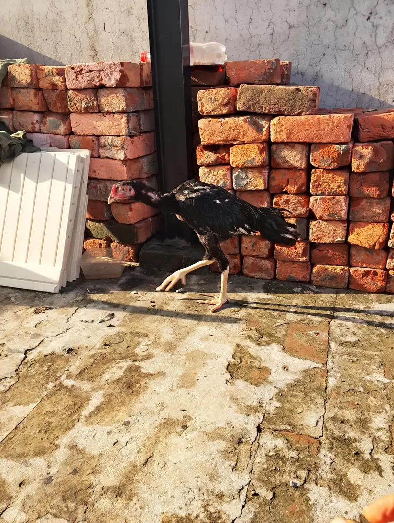 male 2 — photo 3