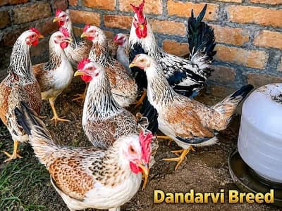 hens/ dandarawi hens | fancy hens | dandarawi chicken/hens