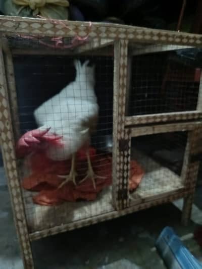 Ghar ka pala hua murgha, iskay saath pinjra bhi hy