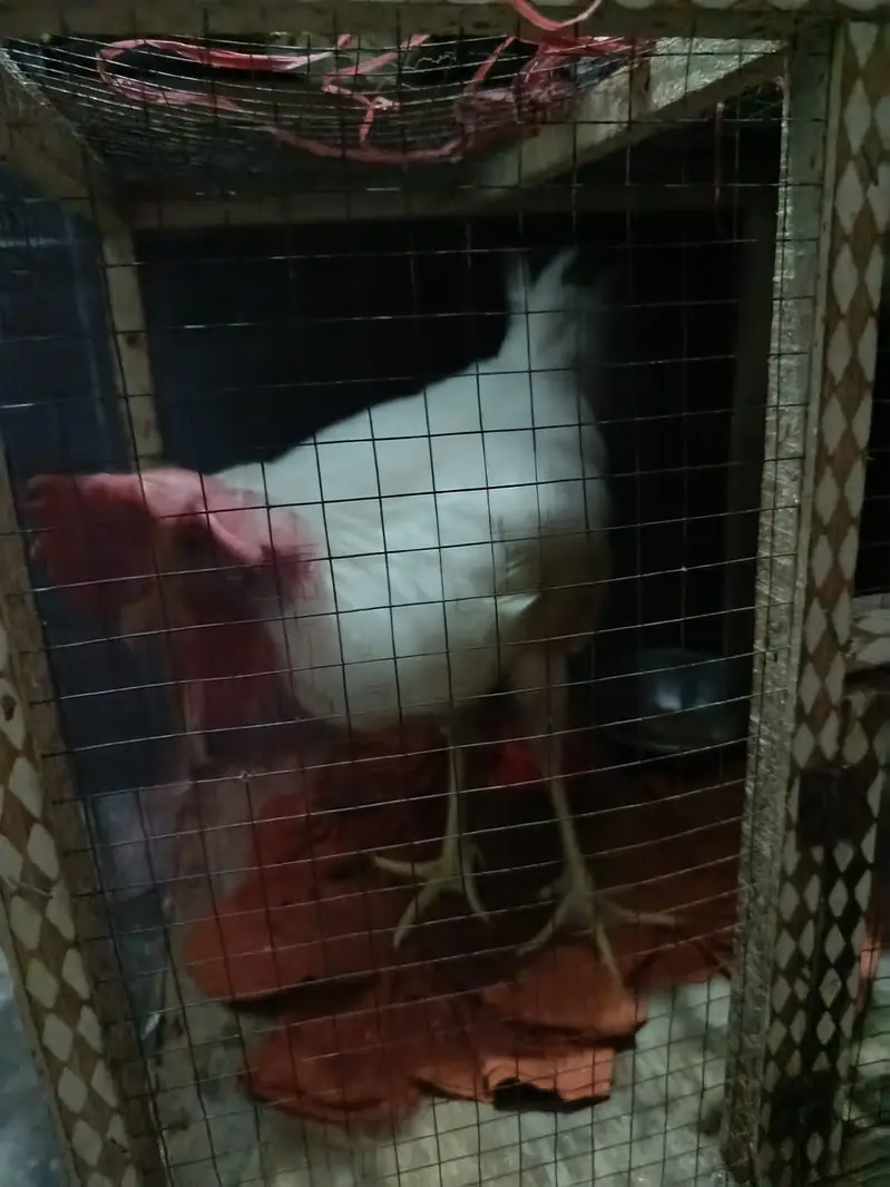 Ghar ka pala hua murgha, iskay saath pinjra bhi hy — photo 3