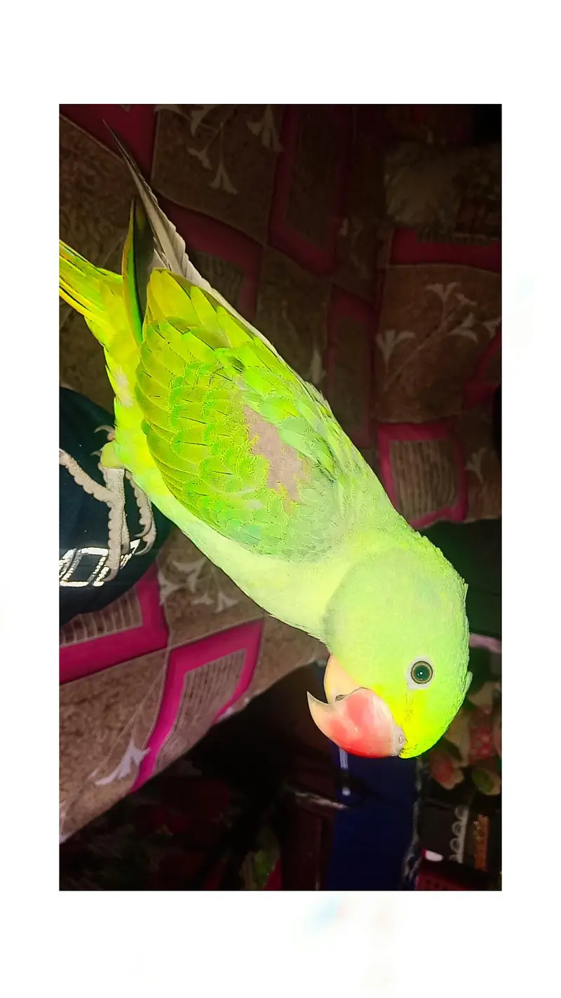Raw Friendly Tame Male for sale — photo 4