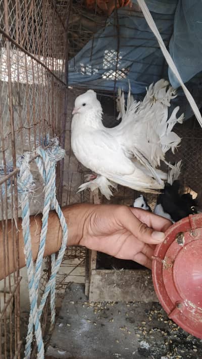 English Fantail breeder pair