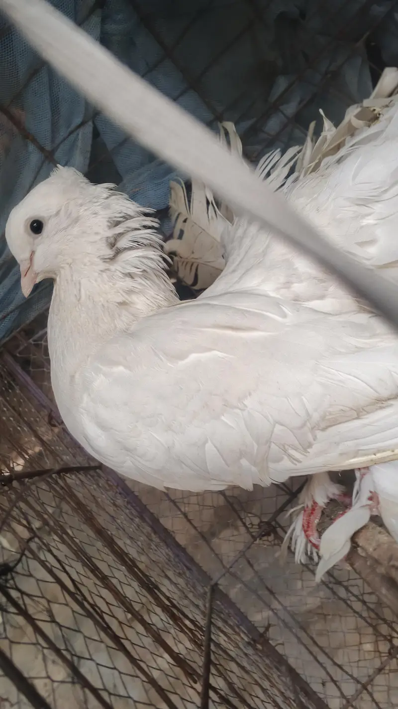 English Fantail breeder pair — photo 4