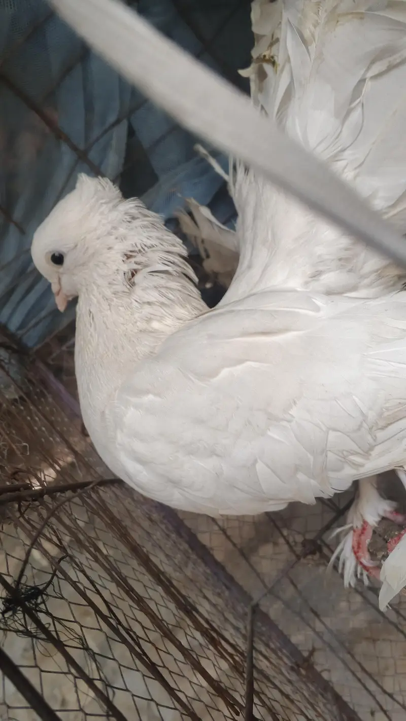 English Fantail breeder pair — photo 5