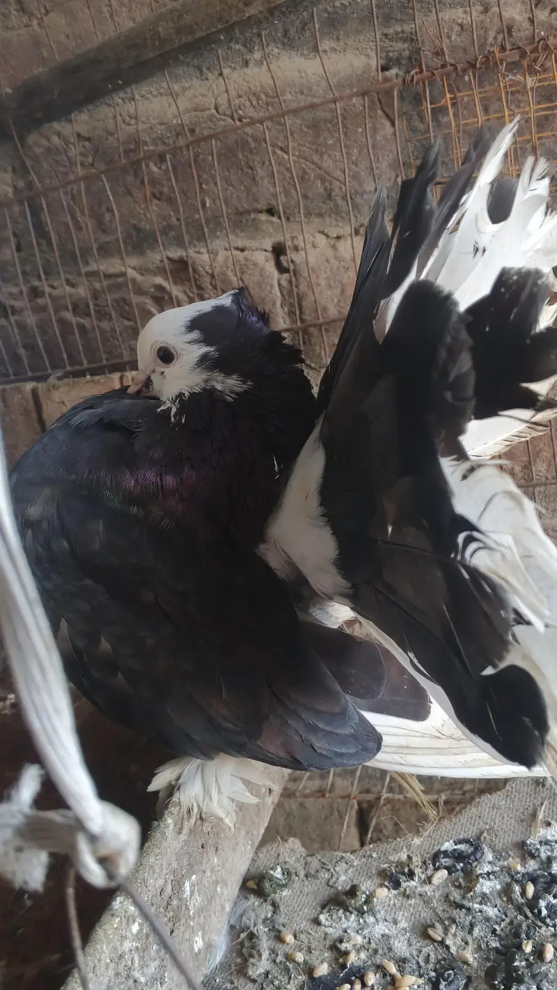 English Fantail breeder pair — photo 6