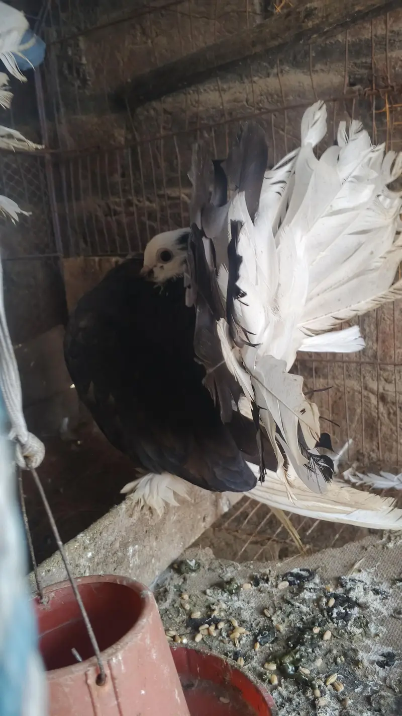 English Fantail breeder pair — photo 7